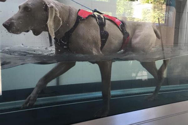 AQUATIC TREADMILL AQUATIC TREADMILL