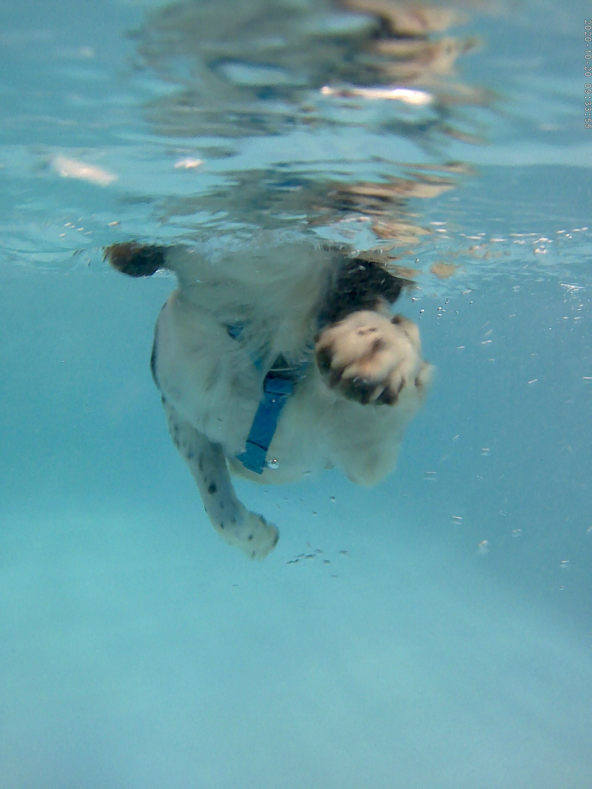 Stage1hydrotherapyswim Stage1hydrotherapyswim