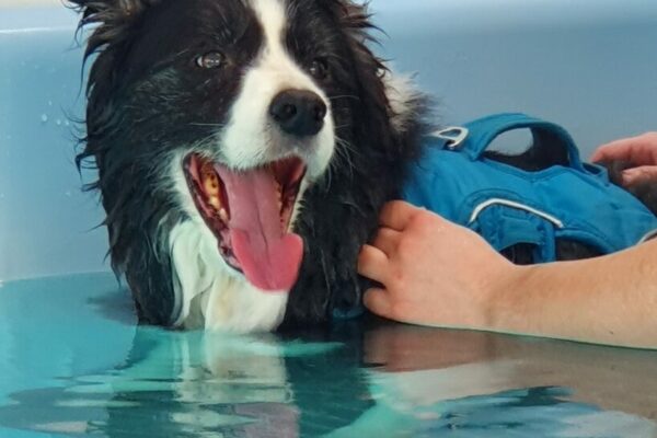 Our Pool is a custom built 3m x 5m x 1.2m deep, specially designed canine hydrotherapy pool.